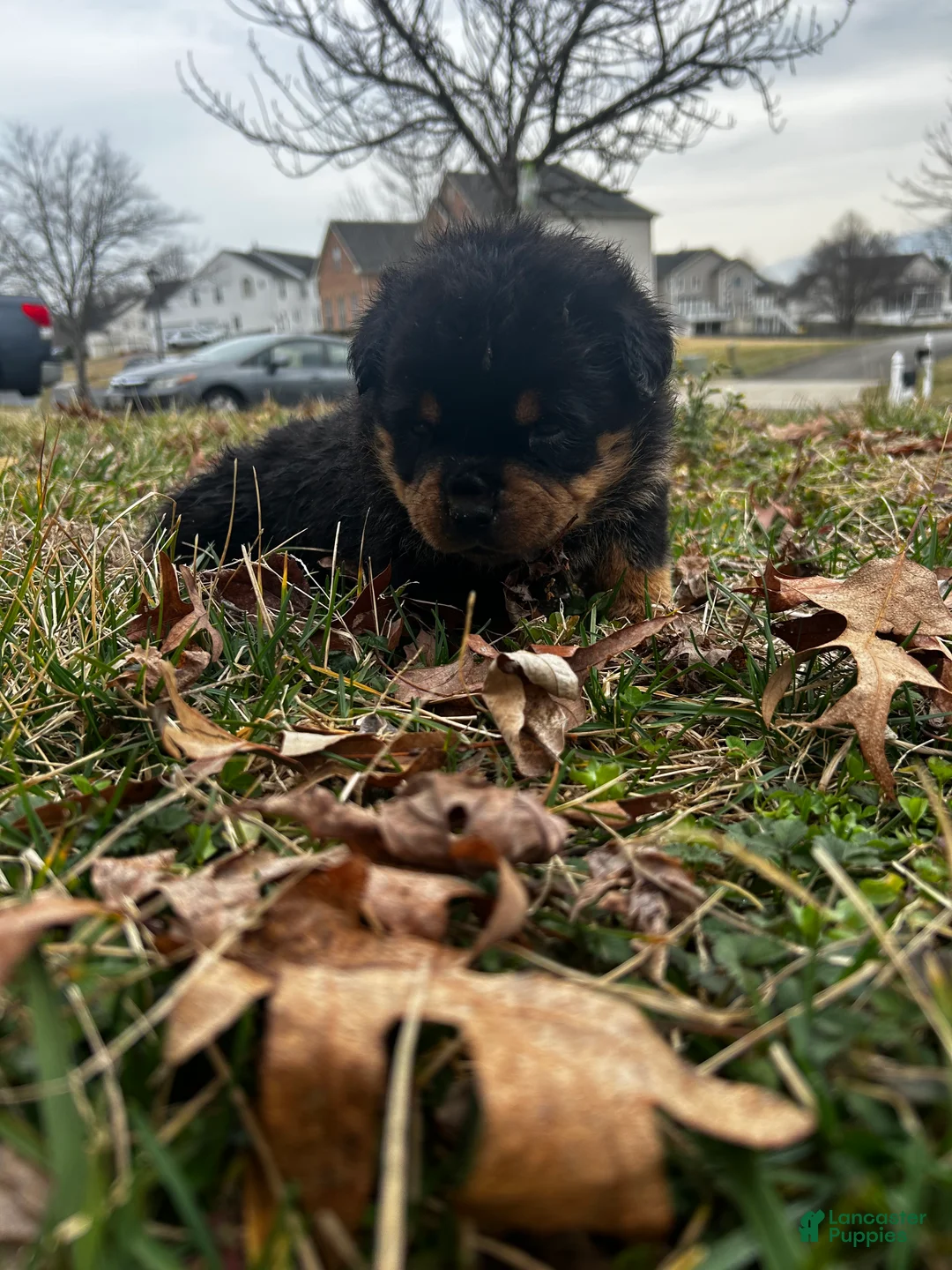 Rottweiler dogs for sale: Rottweiler Puppy 1 - Ad 2
