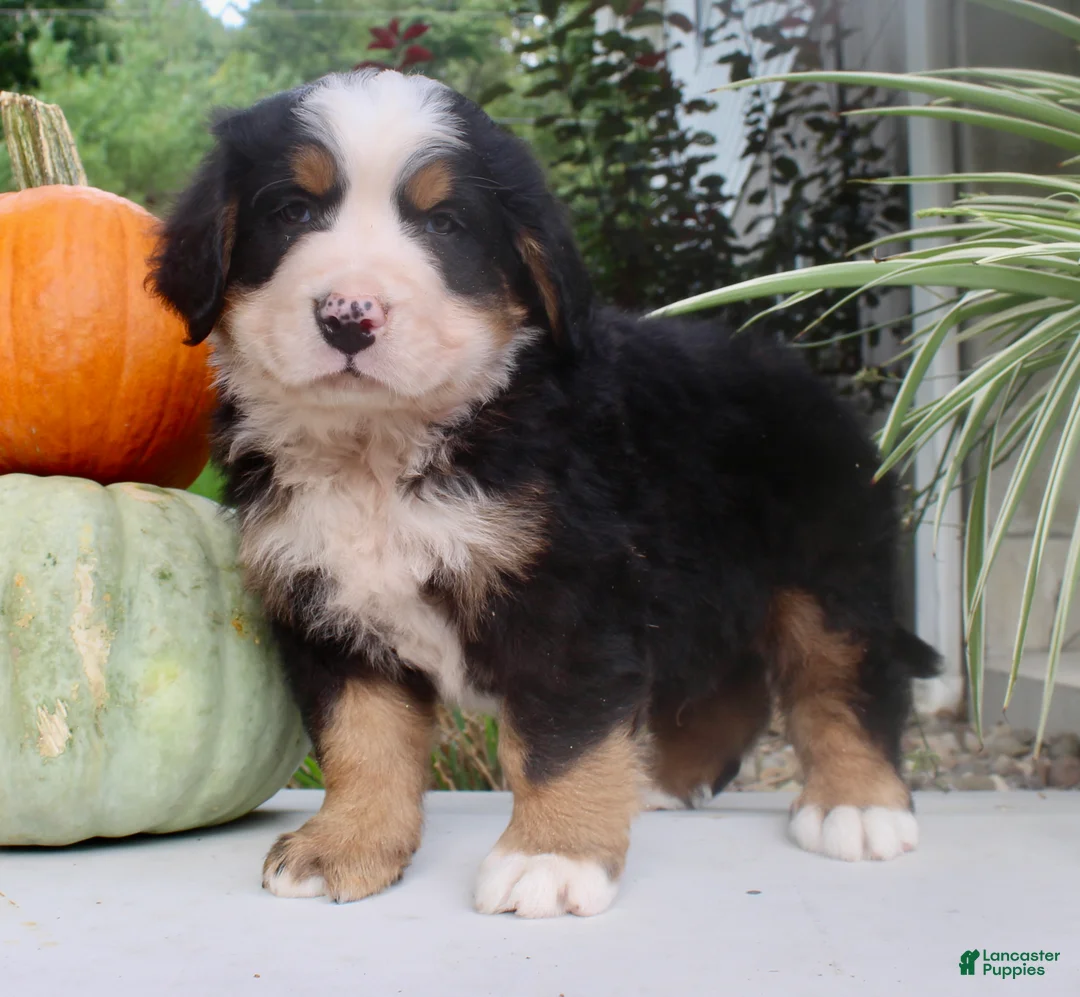 Bernese Mountain Dog dogs for sale: Theo - Ad 2