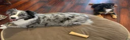 Miniature Australian Shepherd dogs for sale: Booty - Ad 17