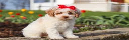 Miniature Poodle dogs for sale: Charlotte - Ad 5