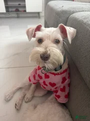 Bella