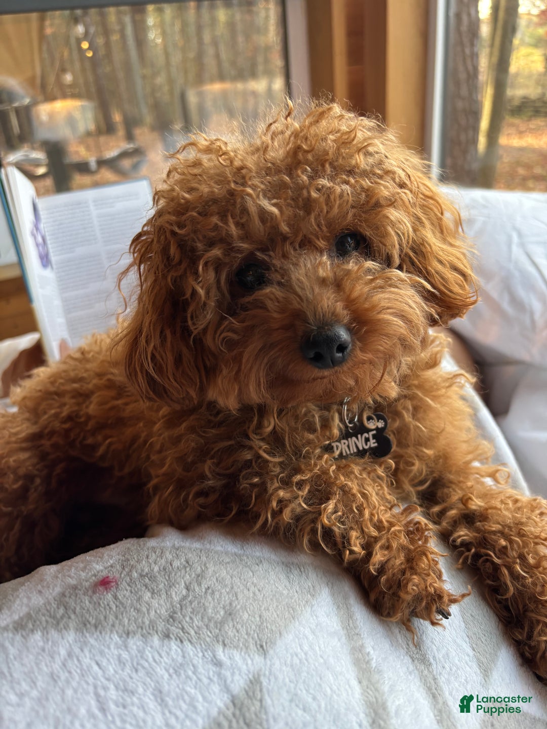 Toy Poodle dogs for stud: Prince - Ad 2
