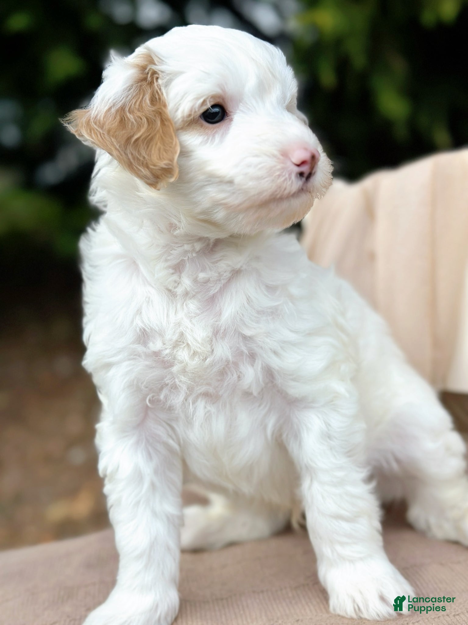 Mini Goldendoodle dogs Sterling-OFA & Genetic Tested Parents-Health Warranty - Ad 2