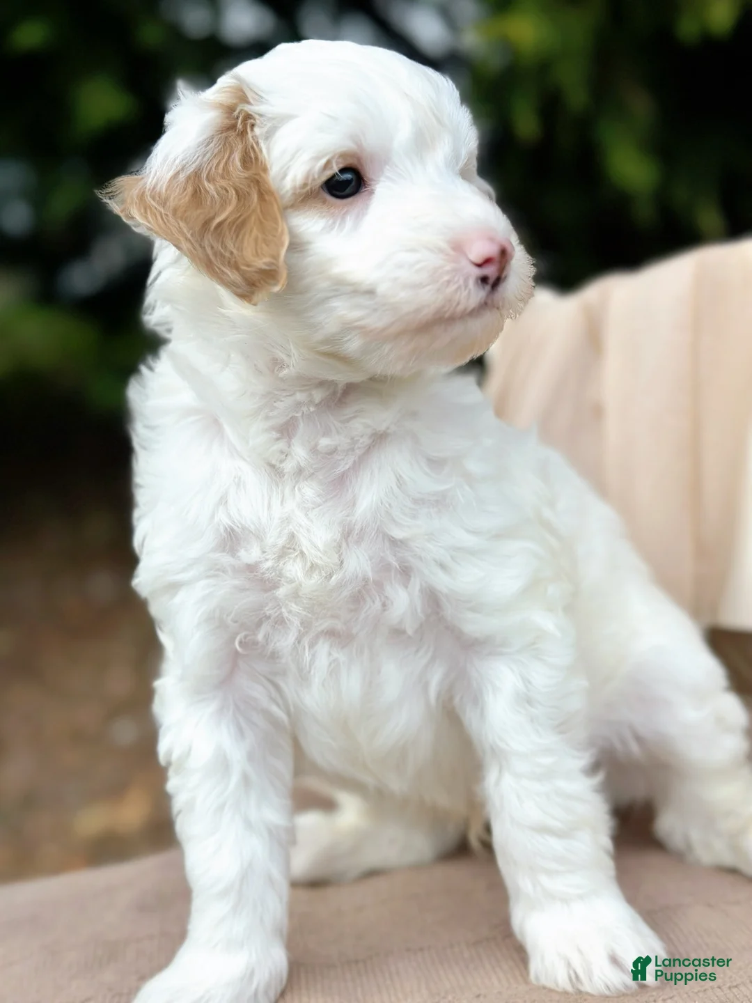 Mini Goldendoodle dogs for sale: Sterling-OFA & Genetic Tested Parents-Health Warranty - Ad 2