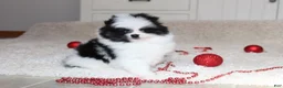 Pomeranian dogs for sale: Dax - Ad 9