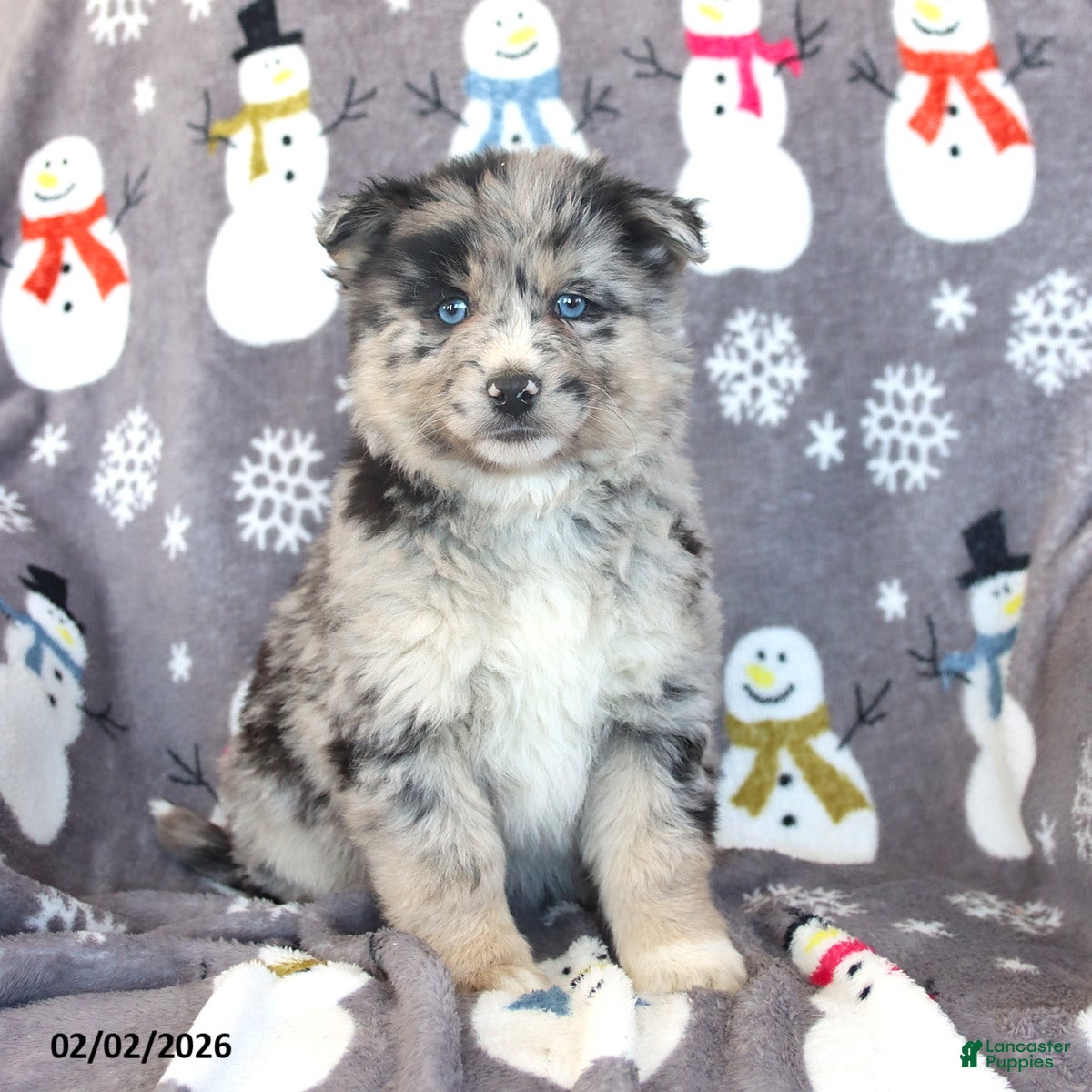 Pomsky dogs Baxter - Ad 5