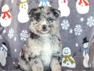 Pomsky dogs Baxter - Ad 5