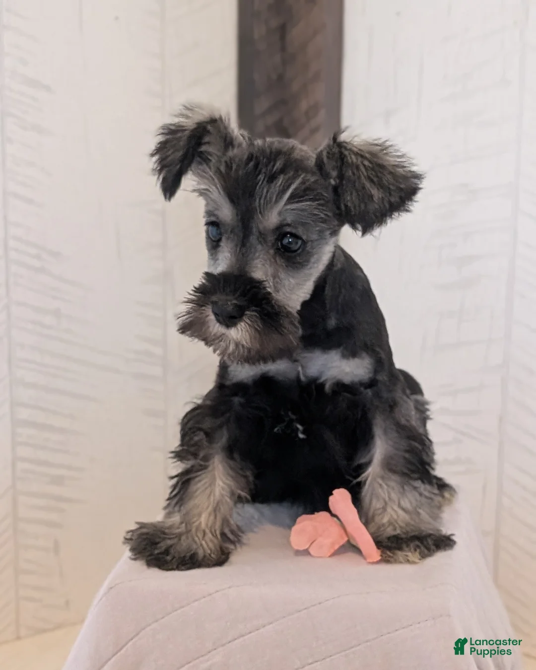Miniature Schnauzer dogs for sale: Dahlia - Ad 2