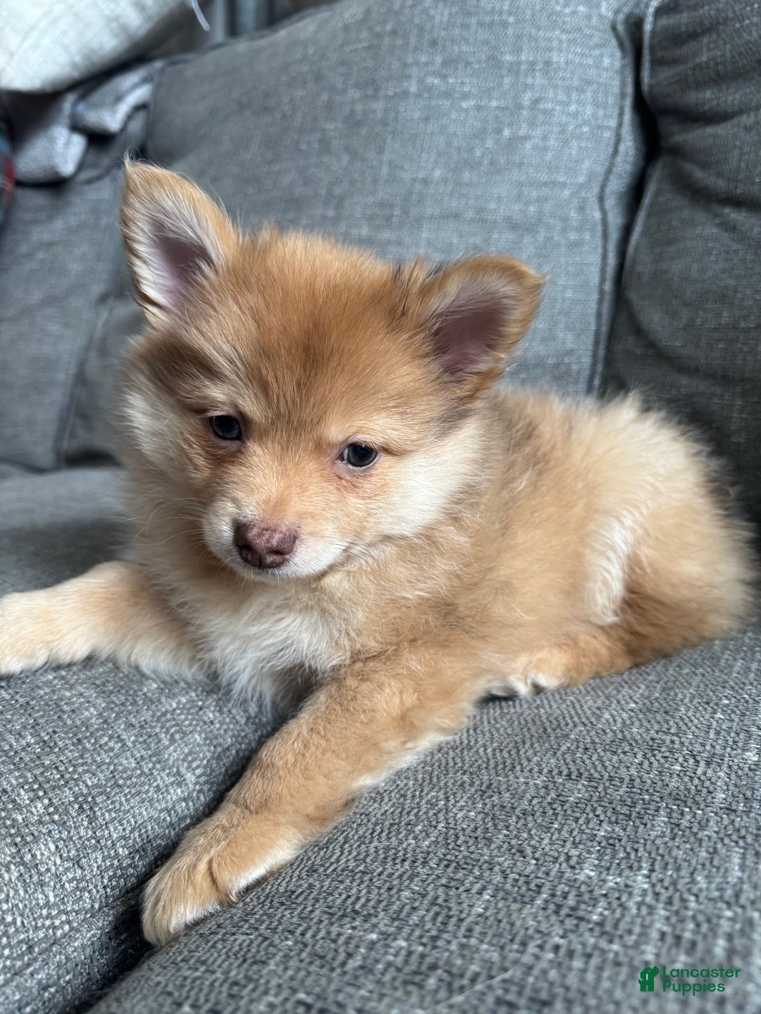 Pomeranian dogs for sale: Ranger - Ad 2
