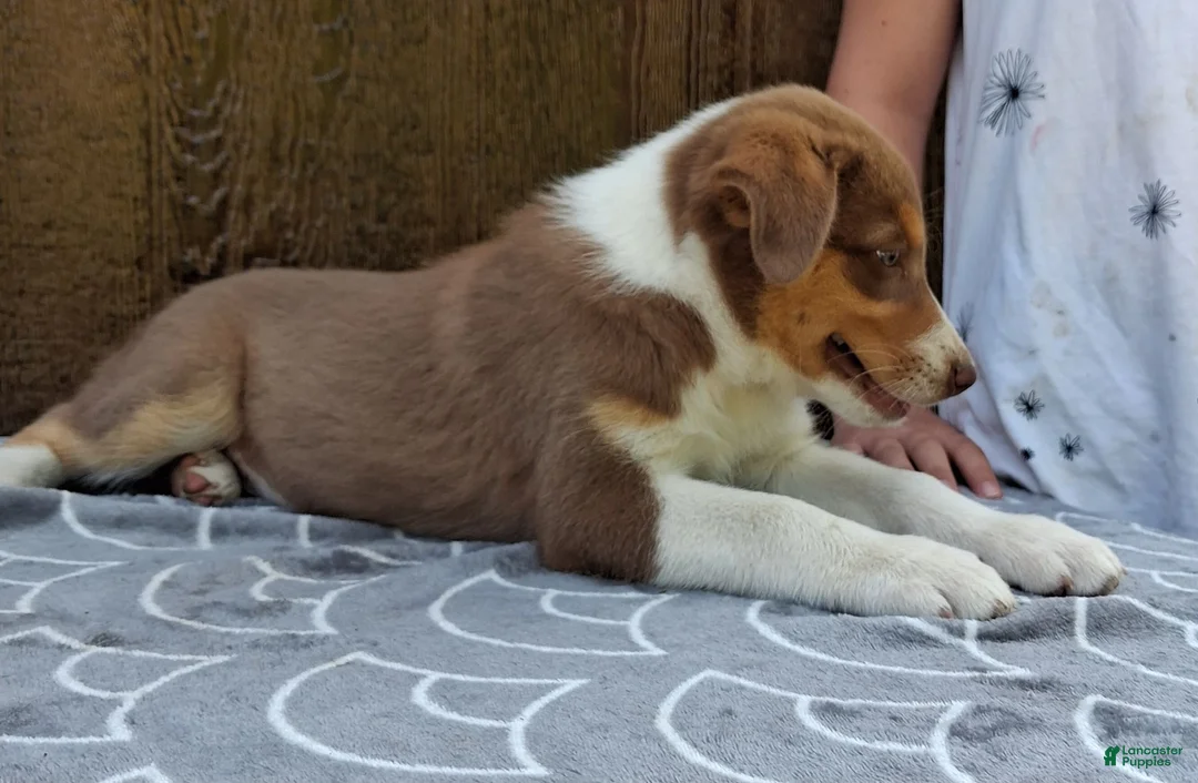 Australian Shepherd dogs for sale: Australian Shepherd 2 - Ad 2