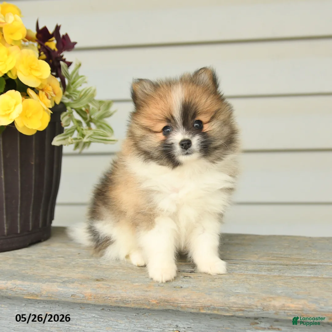 Pomeranian dogs for sale: Godwin - Ad 5