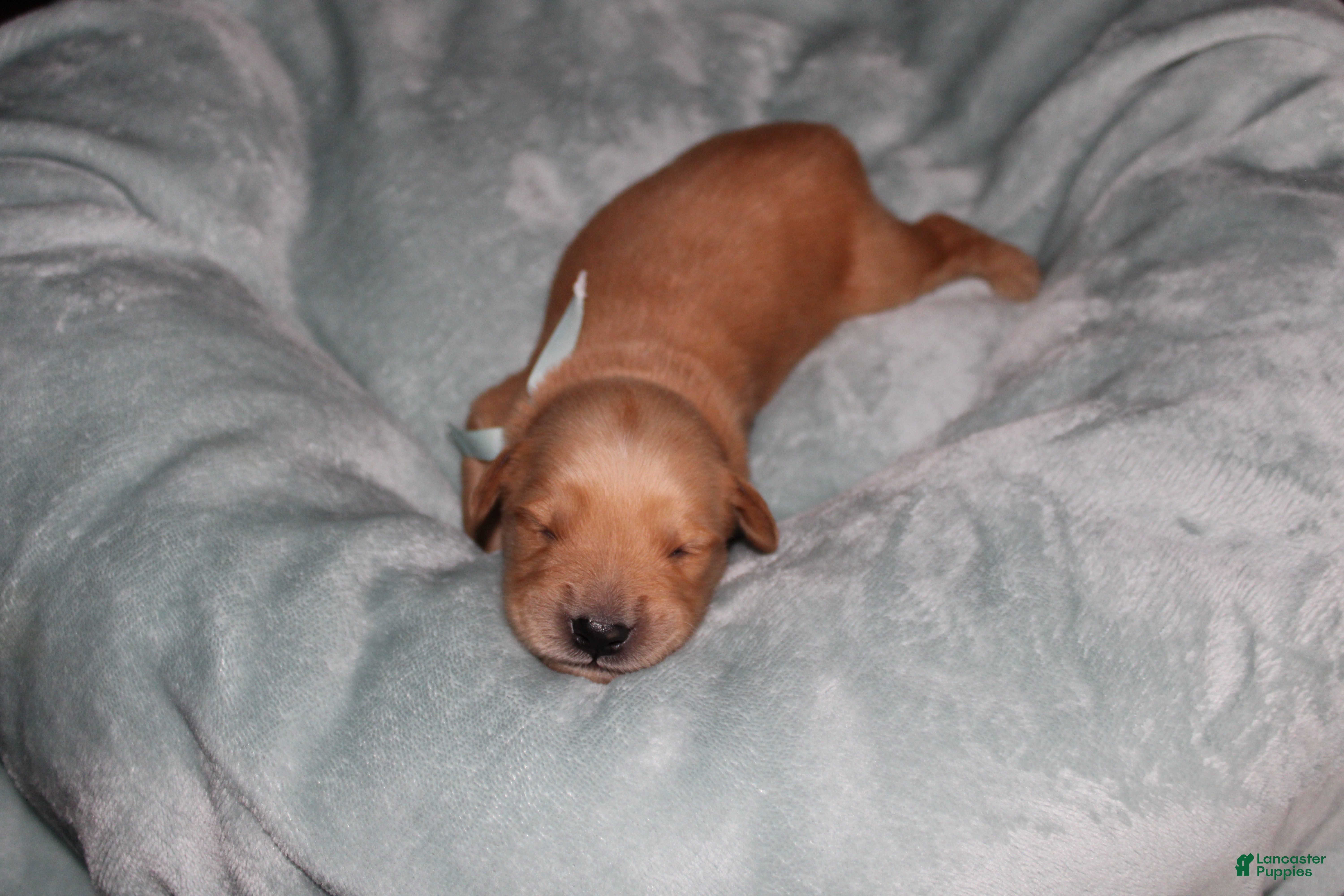 Golden Retriever dogs Golden Retriever Puppy 9 - Ad 9