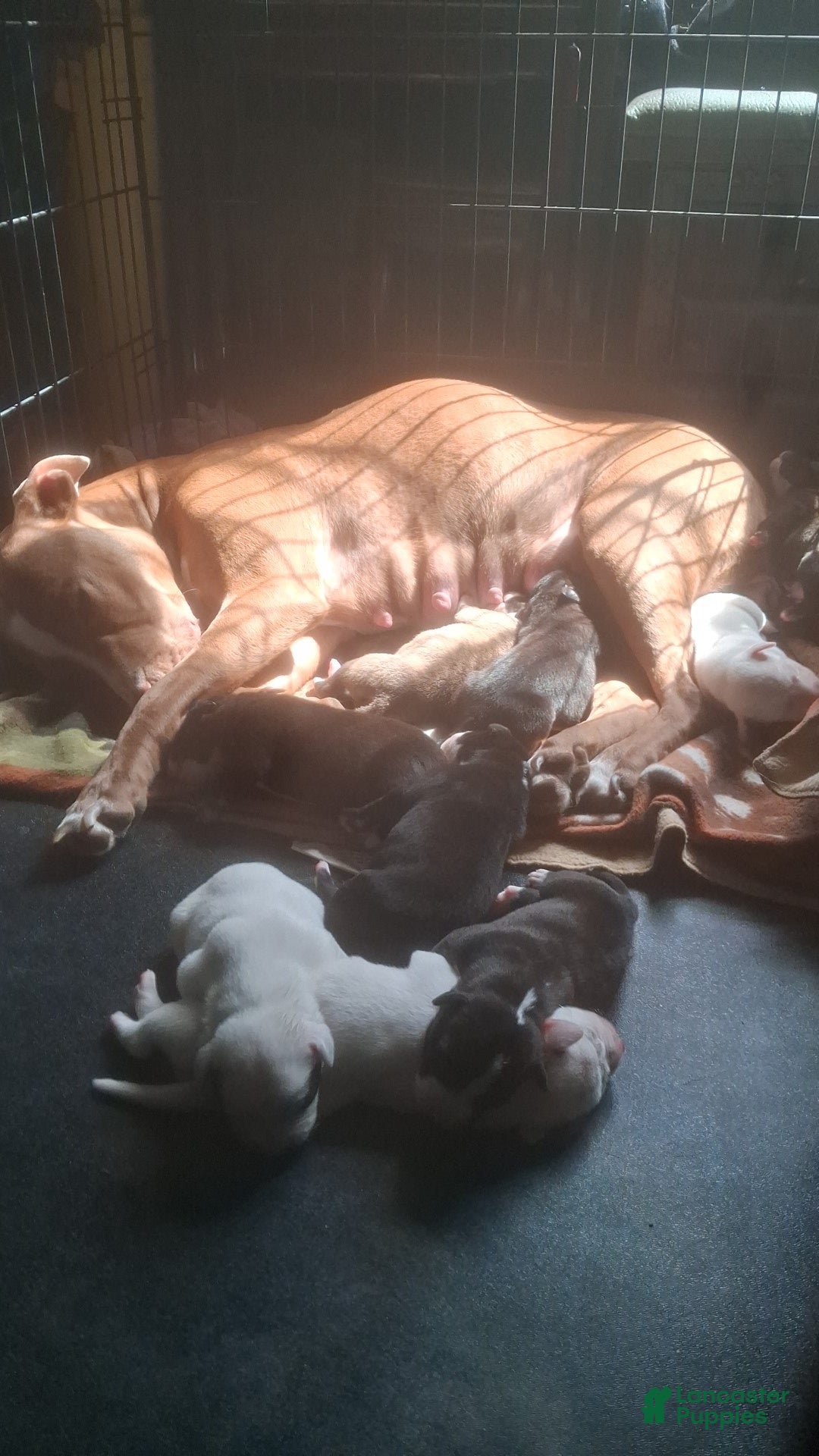 Mixed Breed dogs Female puppy 3 - Ad 2
