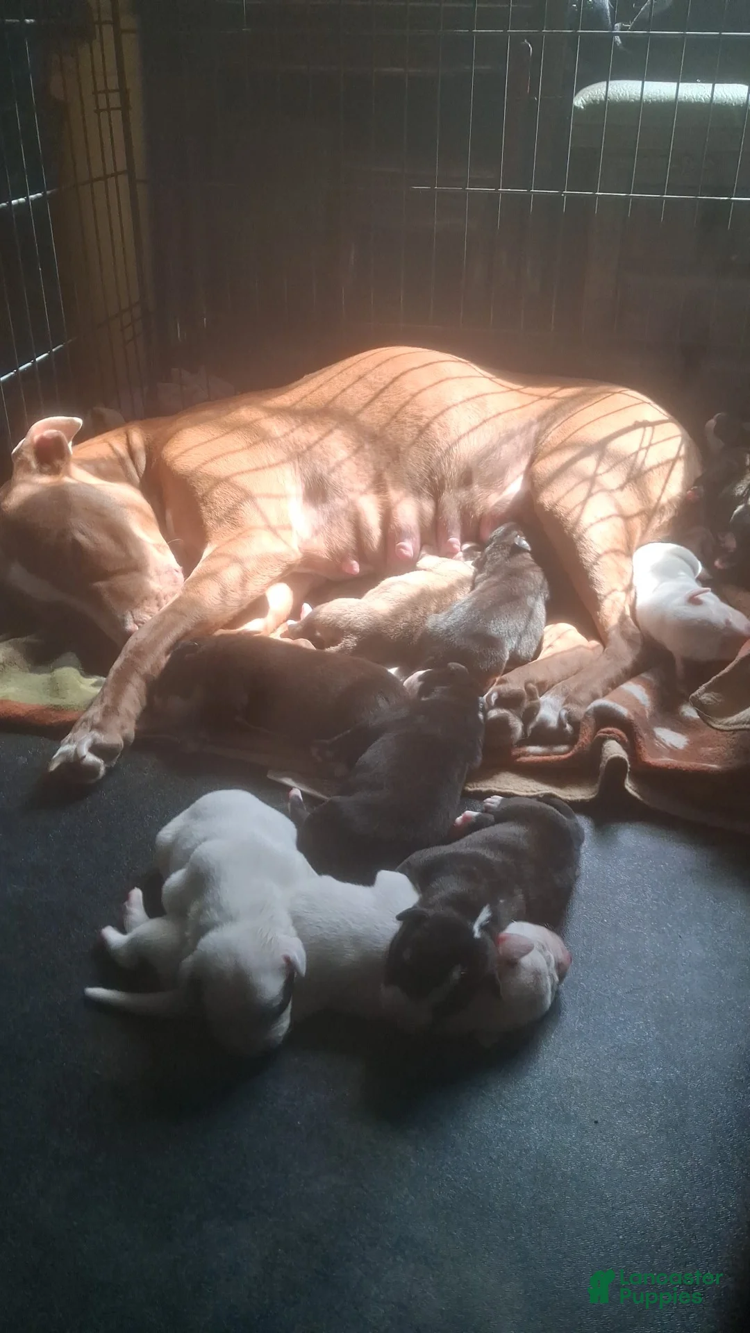 Mixed Breed dogs for sale: Female puppy 3 - Ad 2