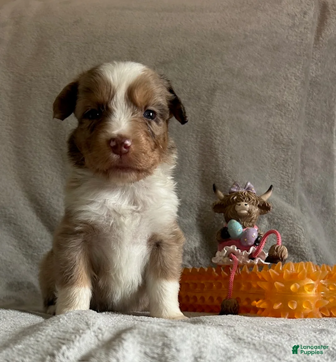 Miniature Australian Shepherd dogs for sale: Miniature Australian Shepherd Puppy 4 - Ad 2