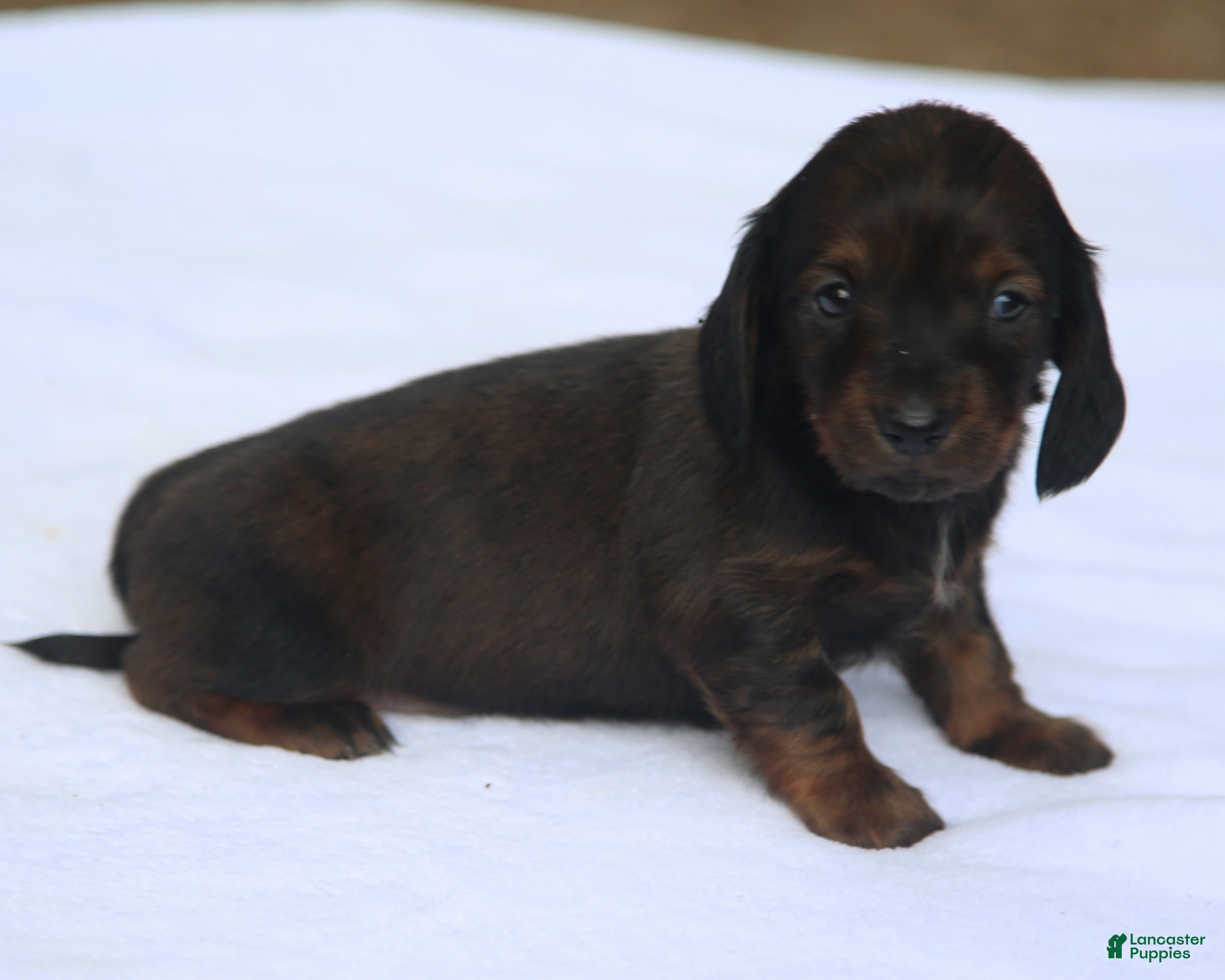 Dachshund dogs for sale: Reverse Red Brindle Longhair  - Ad 2