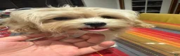 Maltipoo dogs for sale: Melody - Ad 7