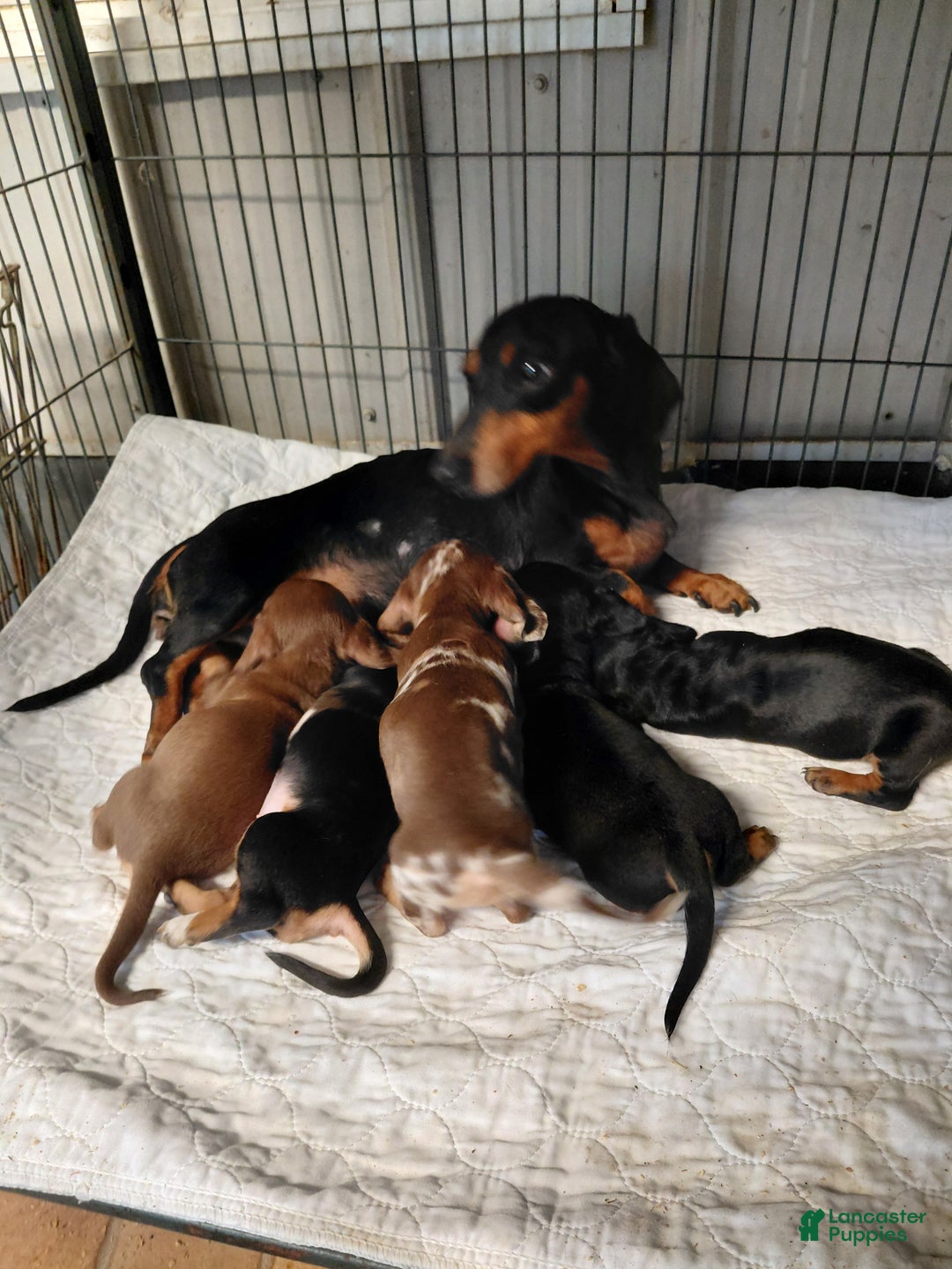Miniature Dachshund dogs for sale: Leroy  - Ad 8