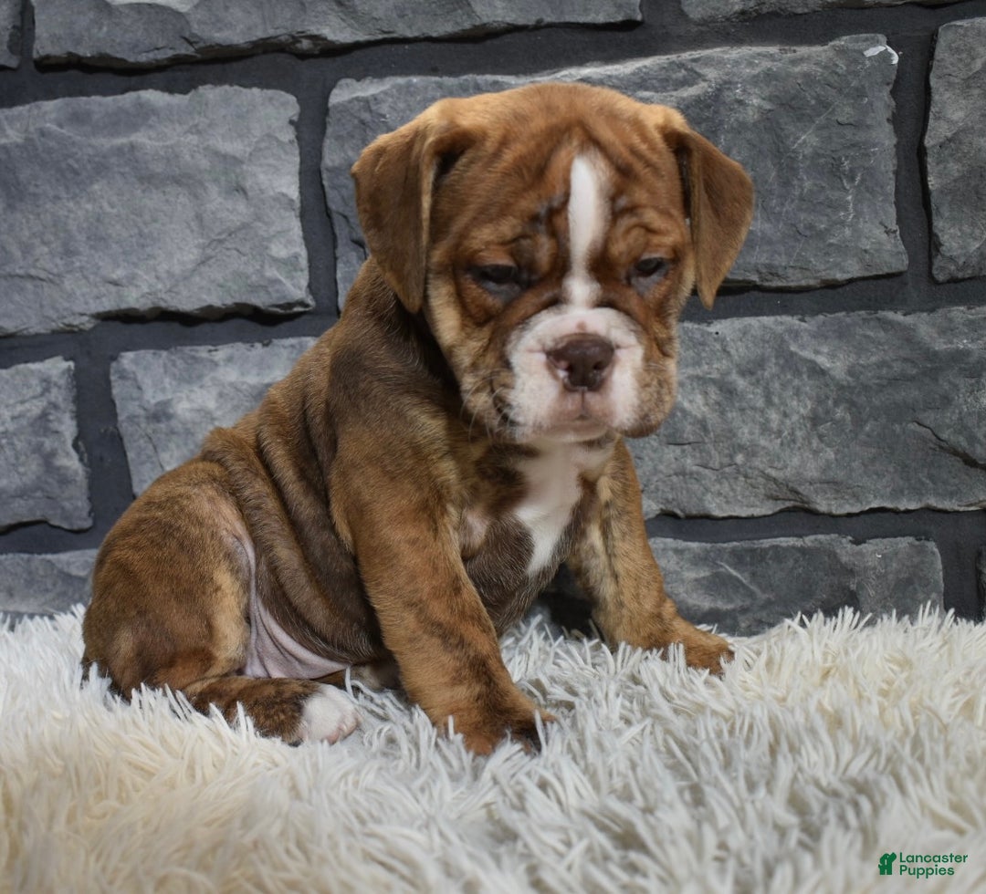 Mixed Breed dogs for sale: River  - Ad 5