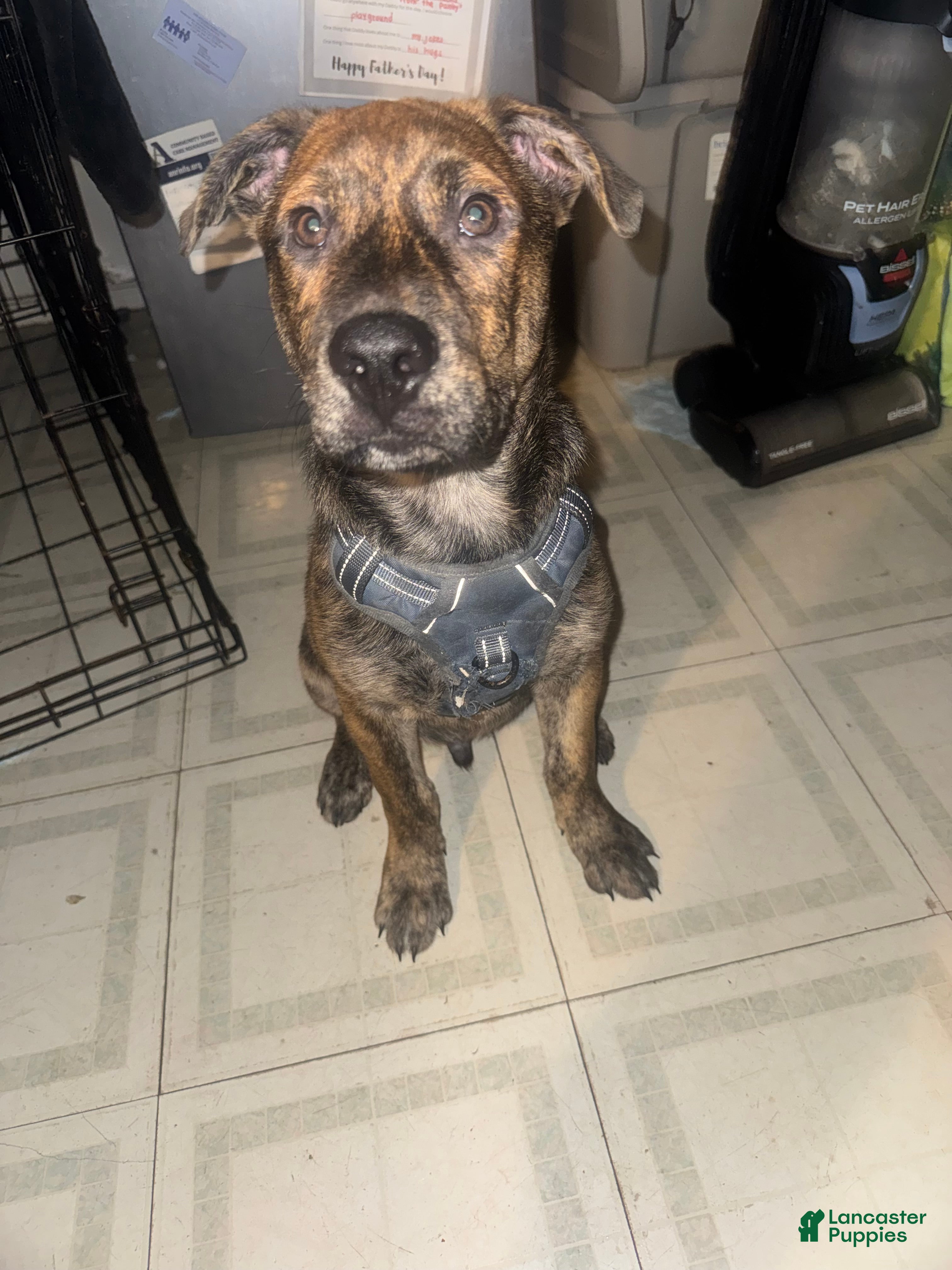 Mixed Breed dogs Pitsky - Ad 1