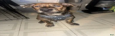Pitsky