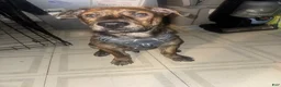 Mixed Breed dogs for sale: Pitsky - Ad 1