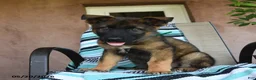 German Shepherd dogs for sale: Galileo - Ad 2