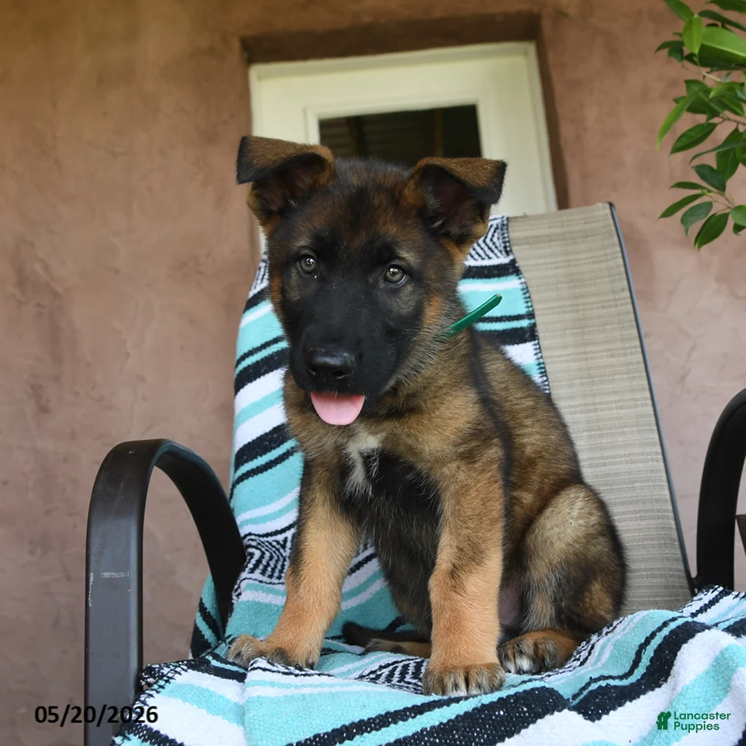 German Shepherd dogs for sale: Galileo - Ad 2