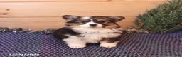 Welsh Corgi Pembroke dogs for sale: Honi  - Ad 3