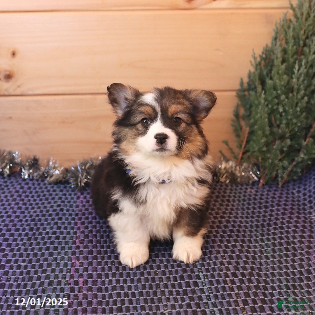Welsh Corgi Pembroke dogs for sale: Honi  - Ad 3