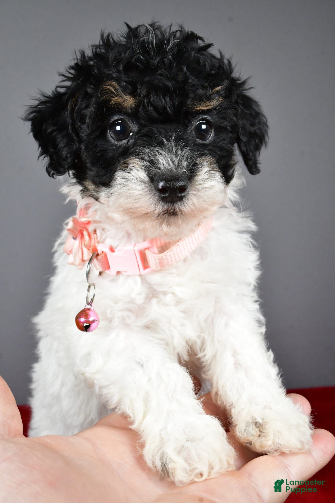 Miniature Poodle dogs for sale: Amanda - Ad 6