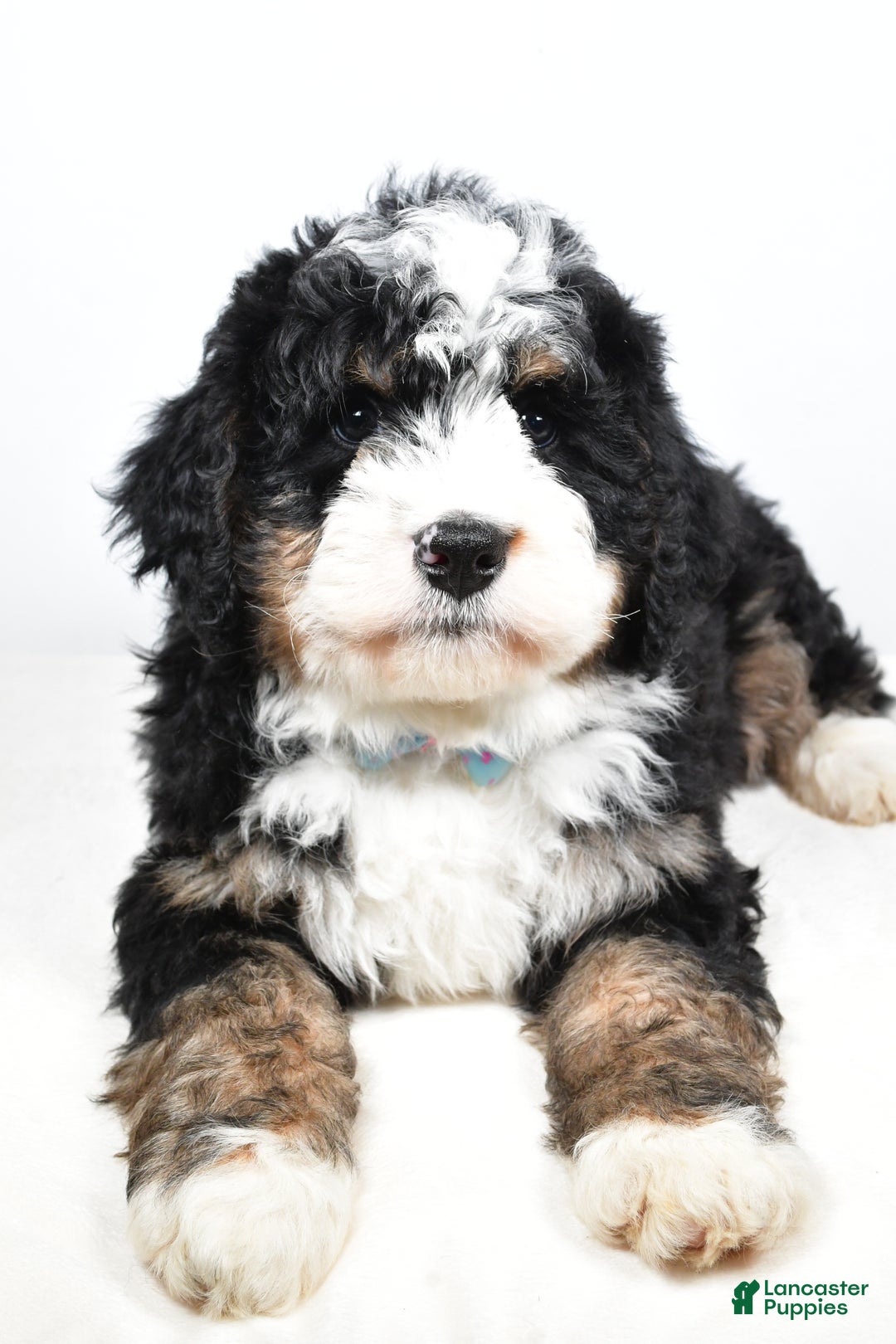 Mini Bernedoodle dogs for sale: Cooper - Ad 4
