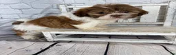 Shih Tzu dogs for sale: Chip - Ad 3