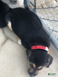 Mixed Breed dogs Girl 3 - Ad 1