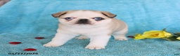 Pug dogs for sale: Mary Lou - Ad 4