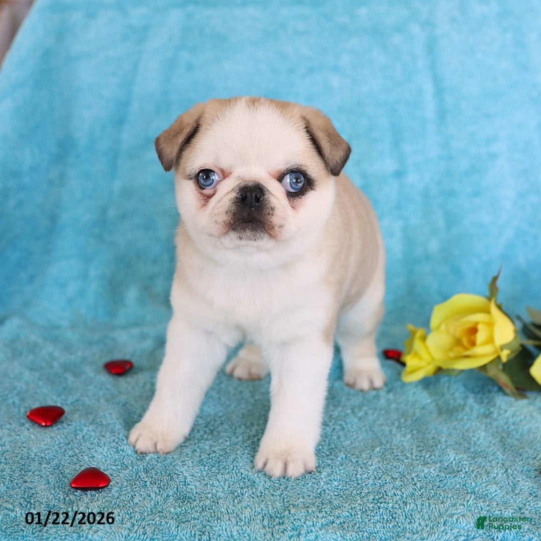 Pug dogs for sale: Mary Lou - Ad 4