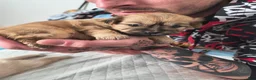 Mixed Breed dogs for sale: Baby Eva - Ad 23