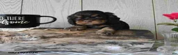 Cocker Spaniel dogs for sale: Coco  - Ad 3