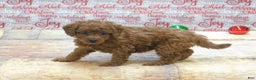 Goldendoodle dogs for sale: Mini Ginger - Ad 6