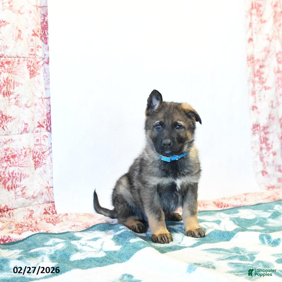 German Shepherd dogs Herman - Ad 1