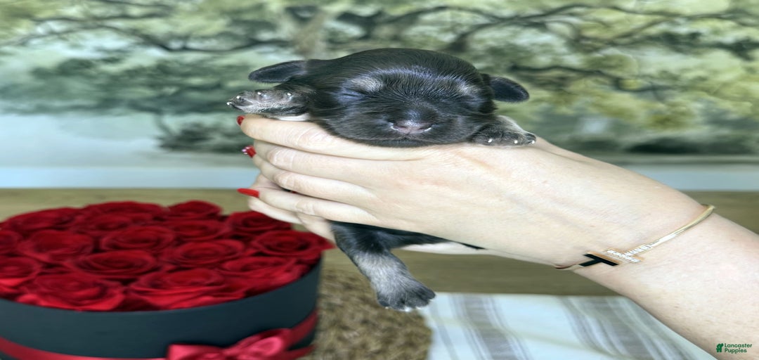 Gallery Image {{count}}