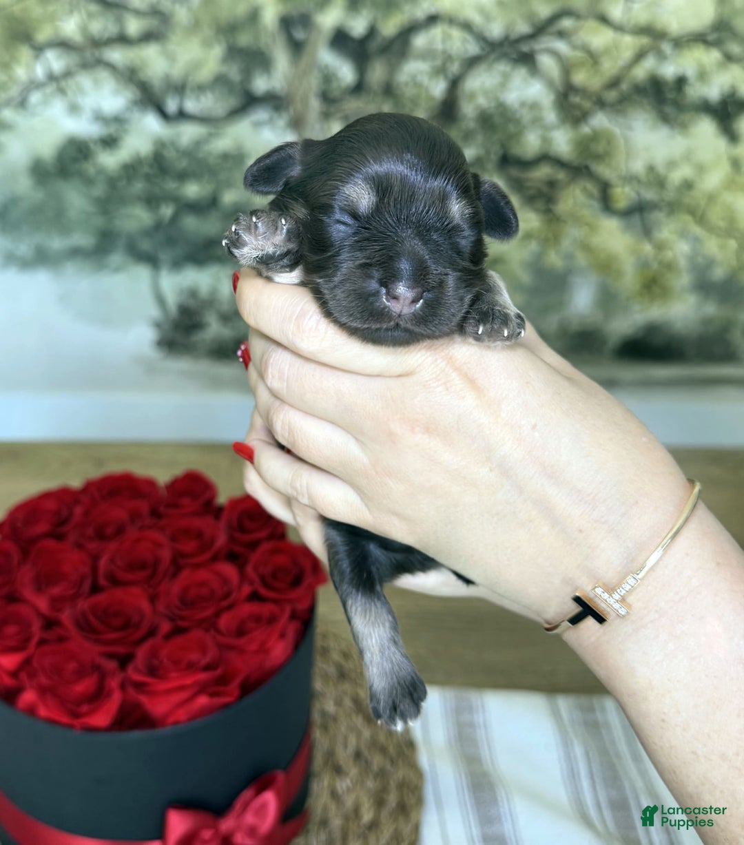 Gallery Image {{count}}