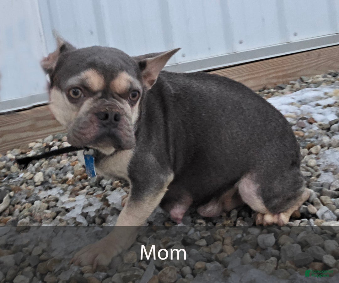 French Bulldog dogs for sale: Charlie - Ad 11