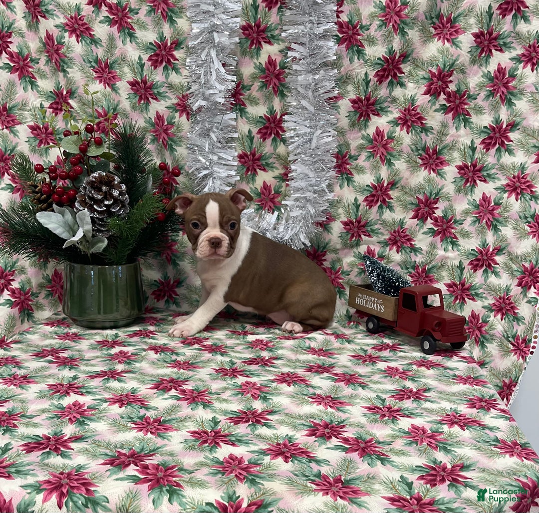 Boston Terrier dogs for sale: Allie - Ad 3