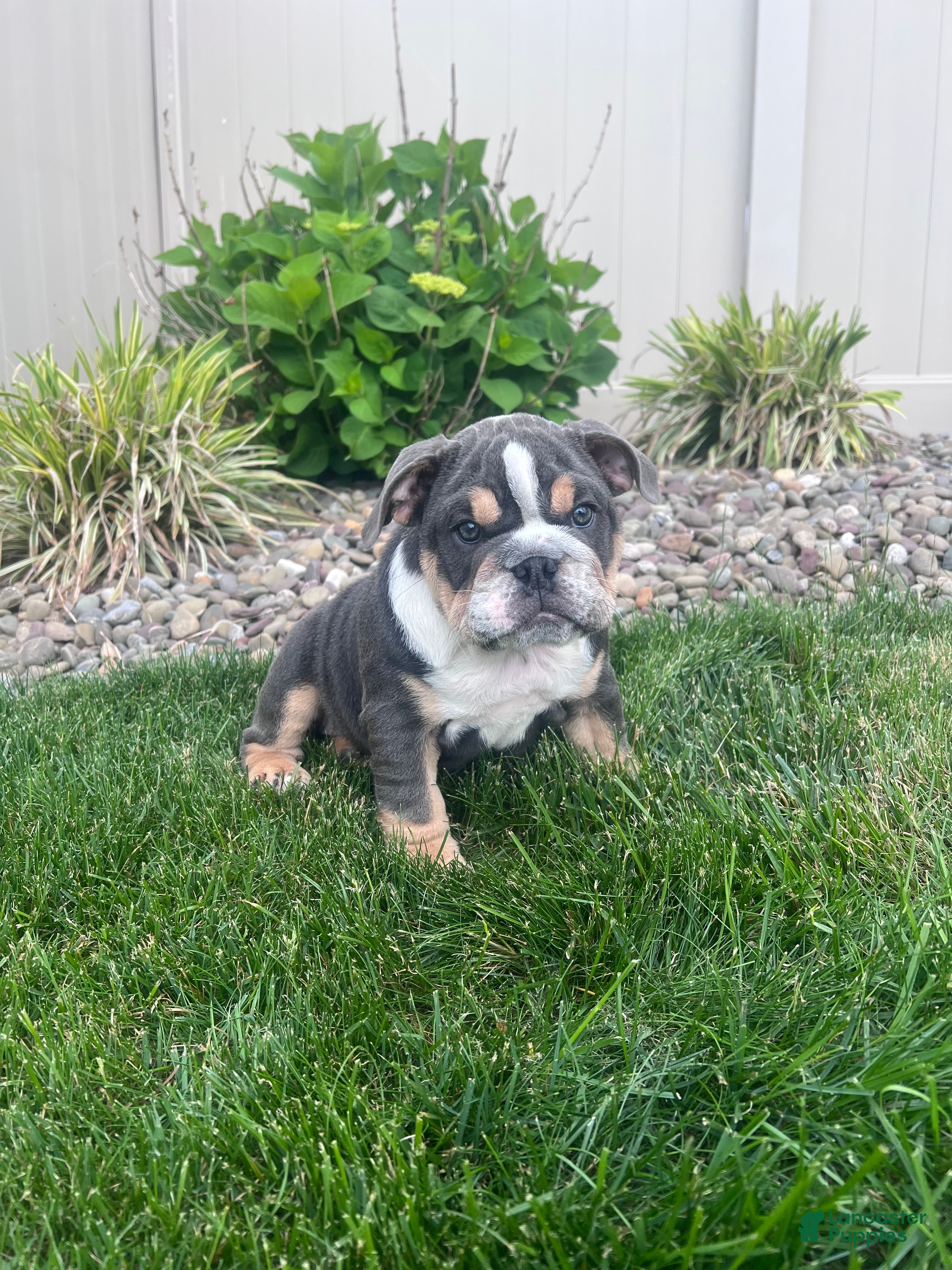 English Bulldog dogs Bluey - Ad 1