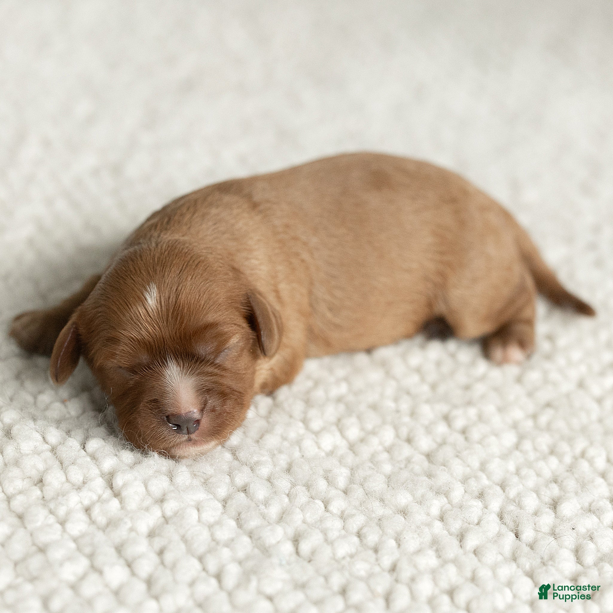 Cavalier King Charles Spaniel dogs for sale: Macy Cavalier King Charles Spaniel  - Ad 1
