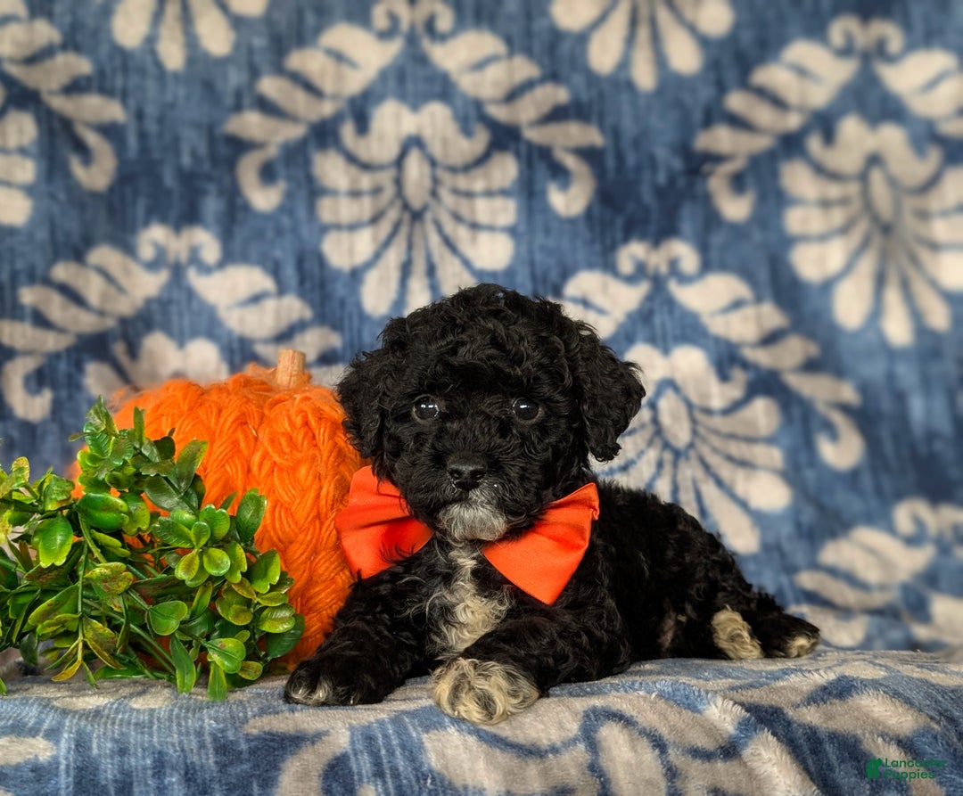 Miniature Poodle dogs for sale: Tayte - Ad 6