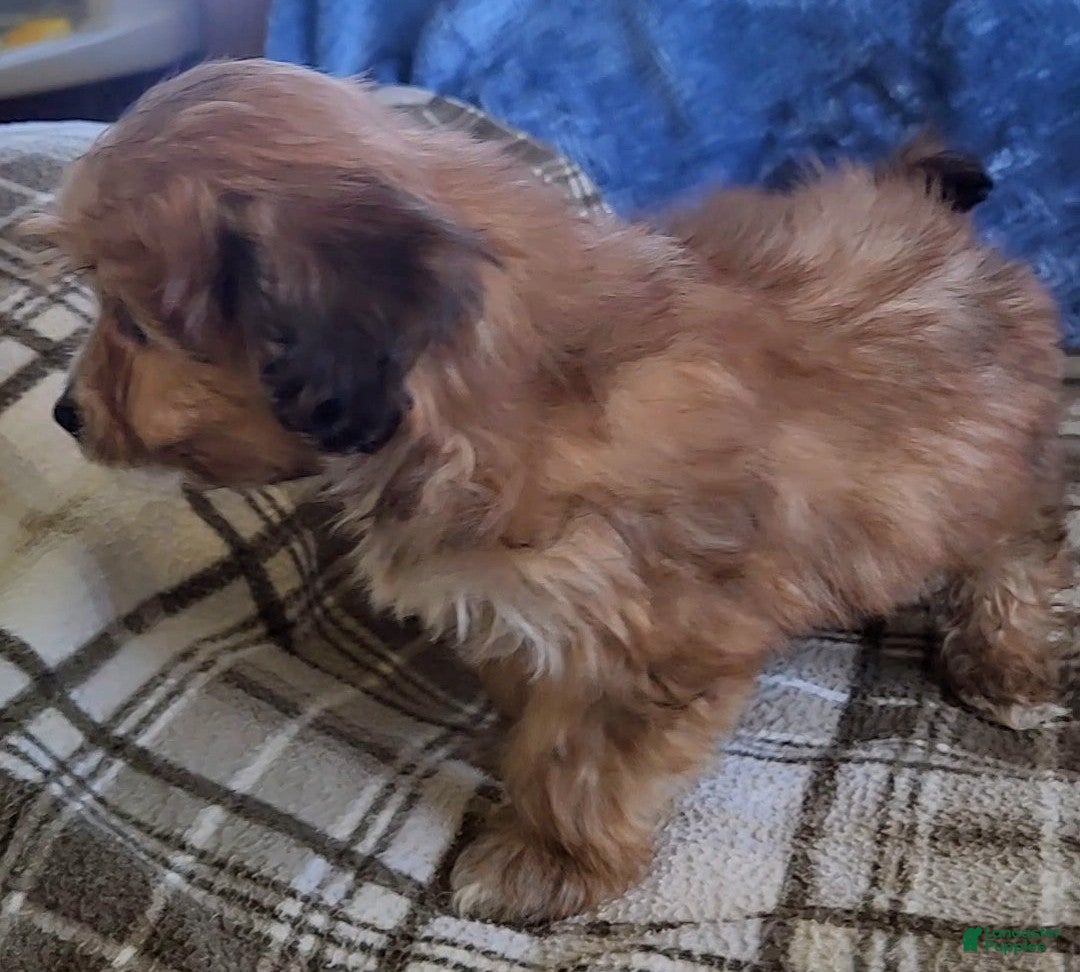 Mixed Breed dogs for sale: Molly - Ad 4