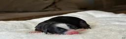 Mixed Breed dogs for sale: Tricolor Micro Mini - Ad 5