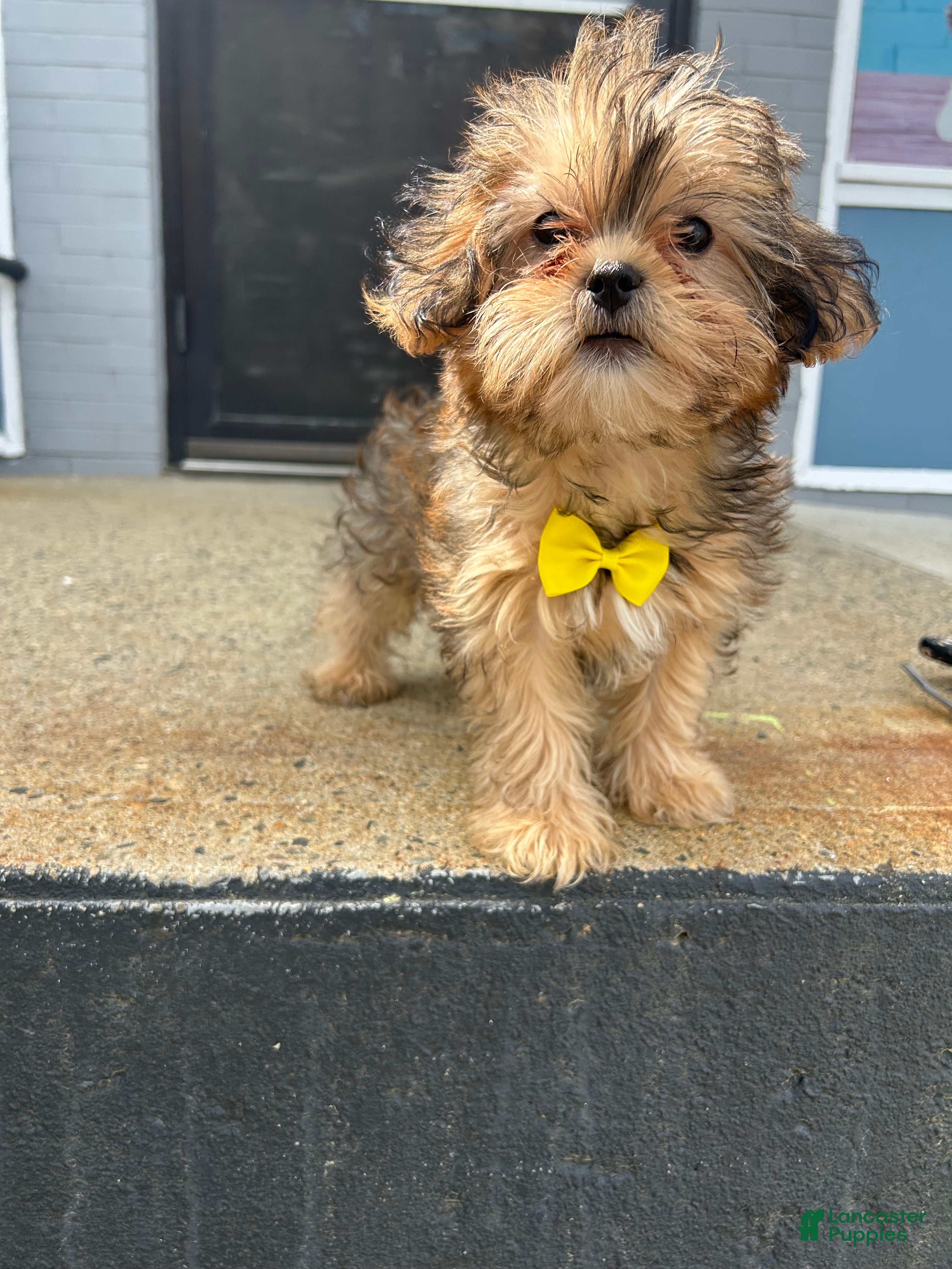 Shorkie dogs Shorkie Puppy 3 - Ad 24